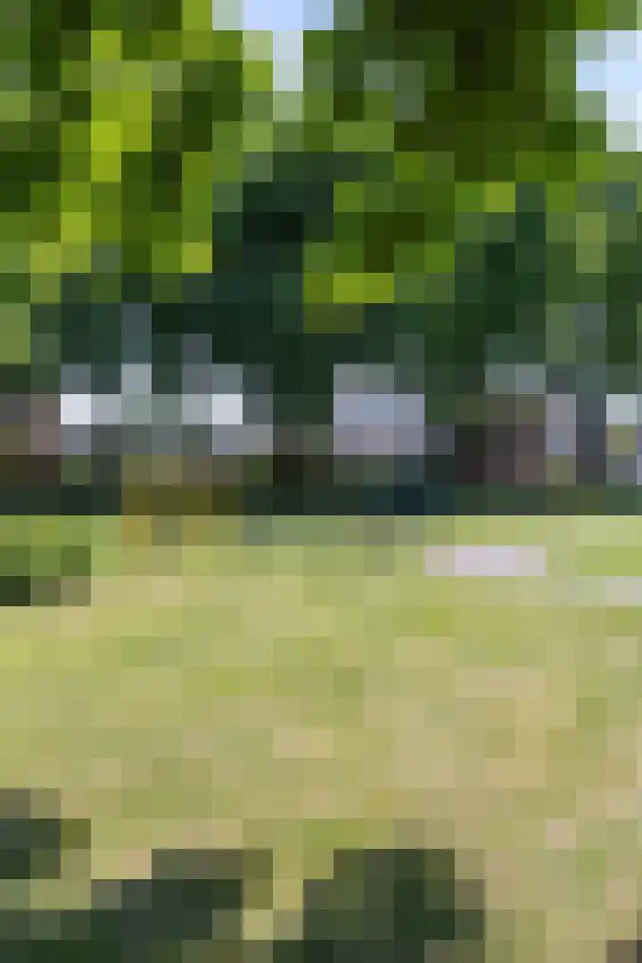 Tureluur 14 Veldhoven thumbnail 30
