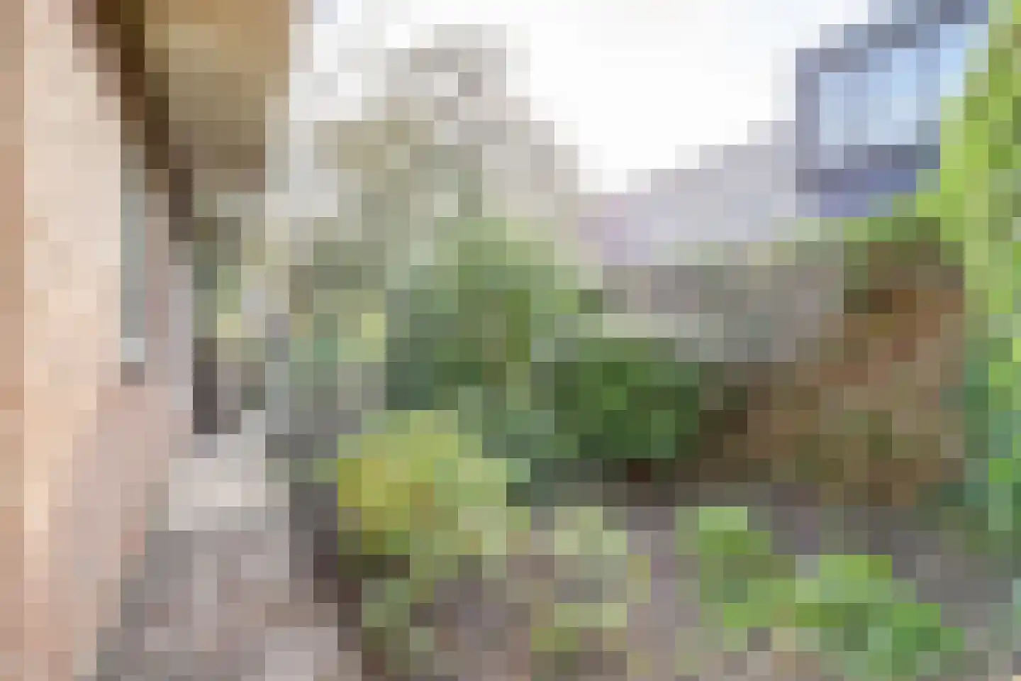 Tureluur 15 Zuid-Scharwoude thumbnail 32