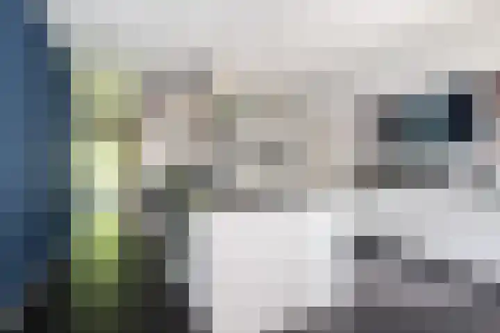 Tureluur 2 Sommelsdijk thumbnail 14