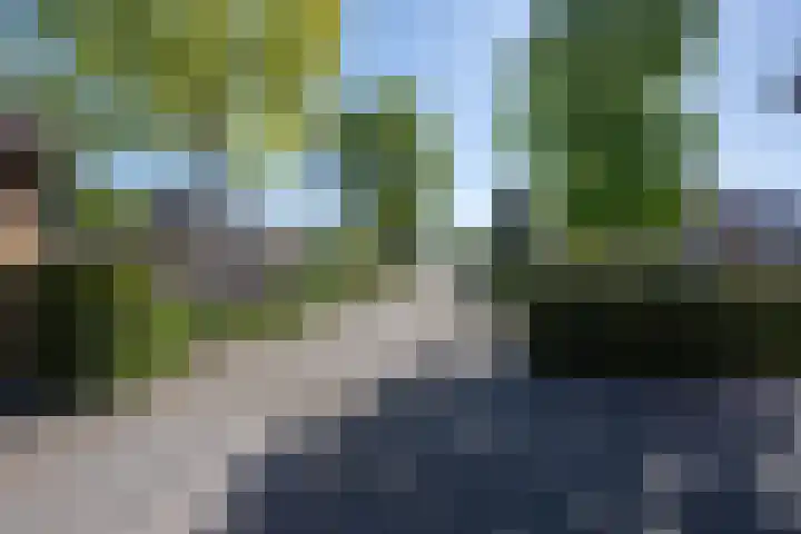 Tureluur 2 Sommelsdijk thumbnail 34