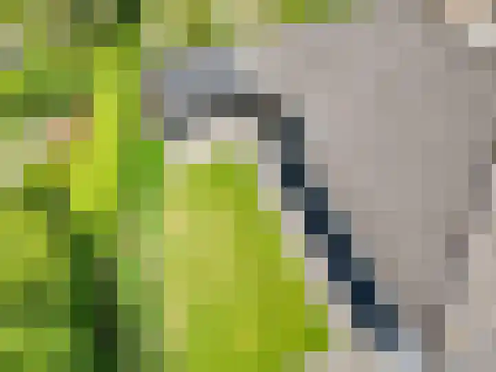Tureluur 2 Sommelsdijk thumbnail 36