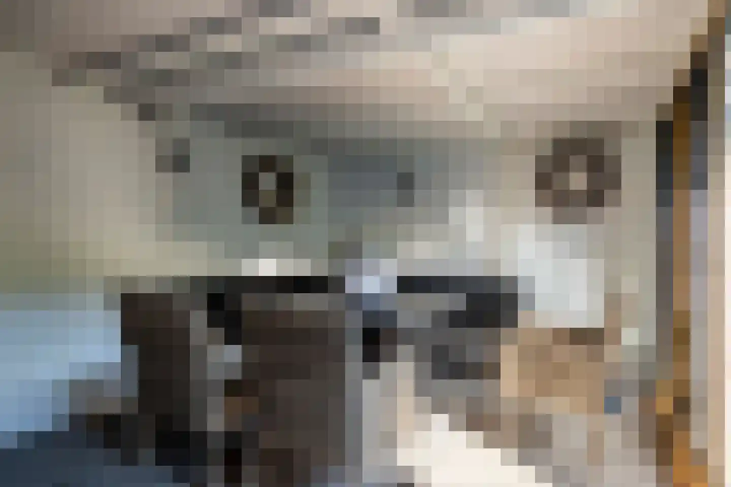 Tureluur 26 Genemuiden thumbnail 33