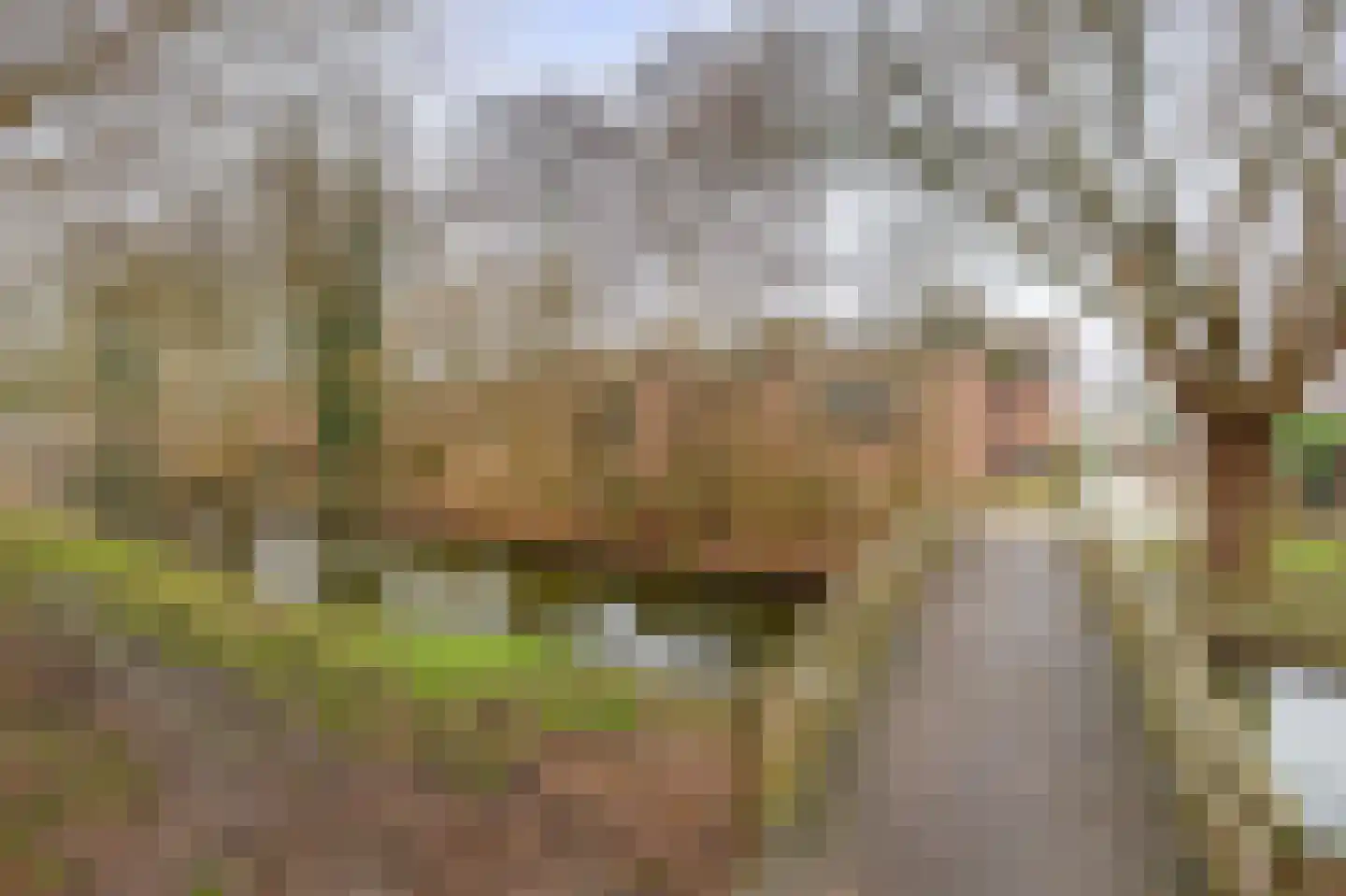 Tureluur 32 Hoogvliet Rotterdam thumbnail 5
