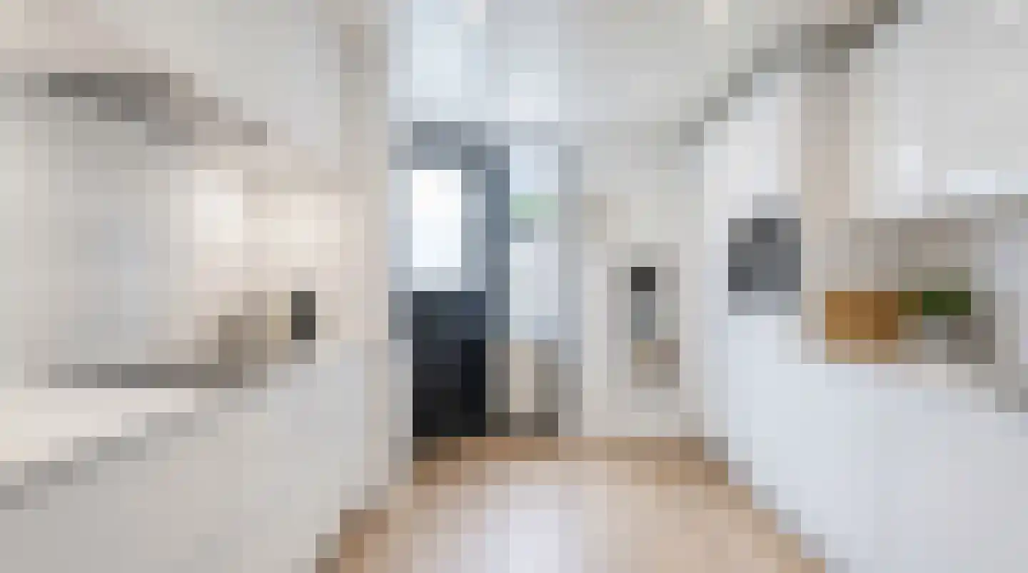 Tureluur 32 Hoogvliet Rotterdam thumbnail 7