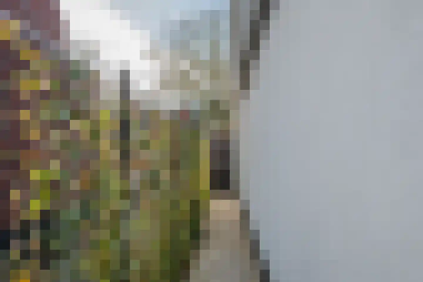 Tureluur 50 Venray thumbnail 80