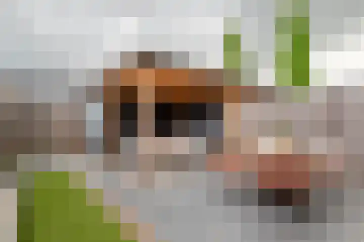 Tureluur 55 Maurik thumbnail 31