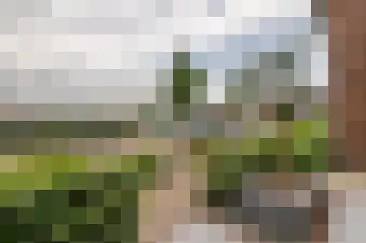 Tureluur 55 Maurik thumbnail 7