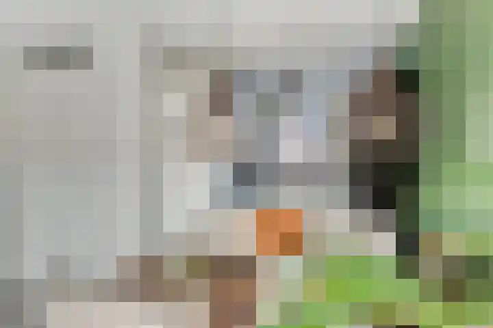 Tureluur 57 Maurik thumbnail 27