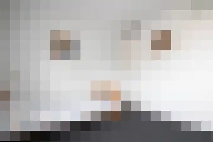 Tureluur 74 Genemuiden thumbnail 33