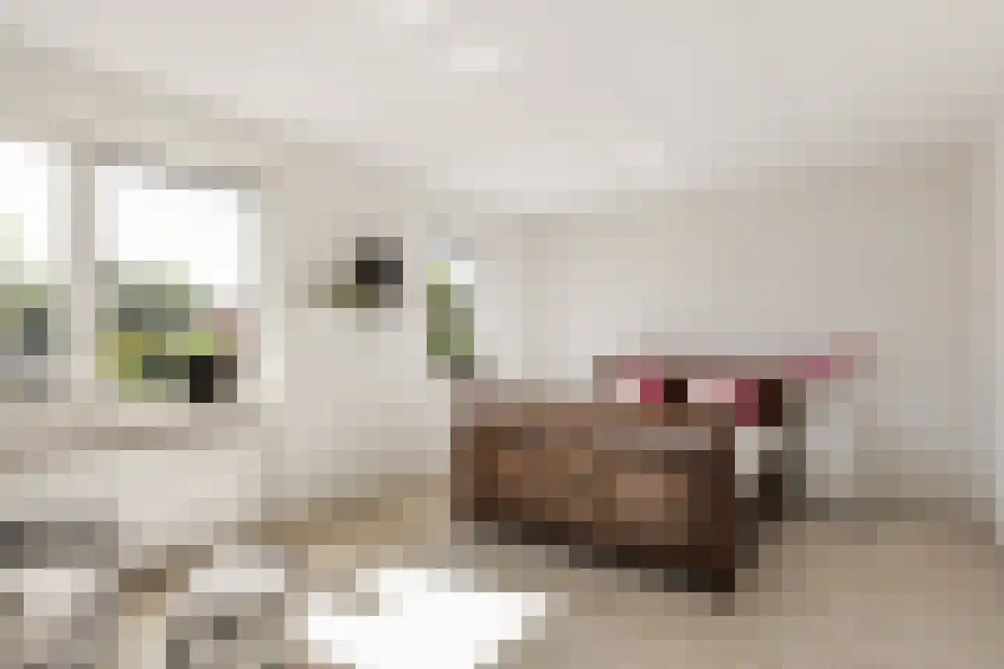 Tureluur 9 Tubbergen thumbnail 4