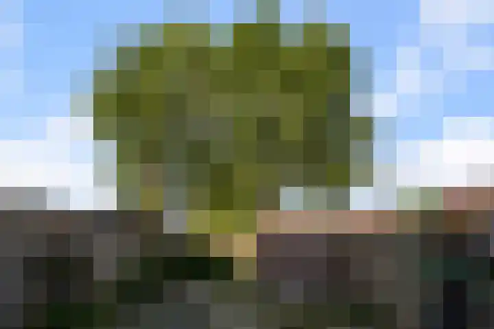 Turfakker 21 Koog aan de Zaan thumbnail 16