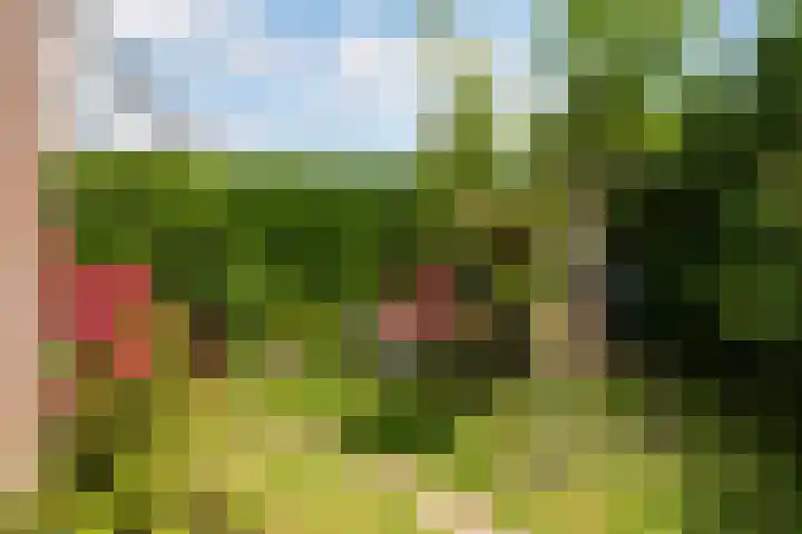 Turfdyk 6 Gaastmeer thumbnail 33