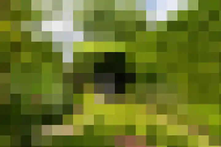 Turfdyk 6 Gaastmeer thumbnail 35