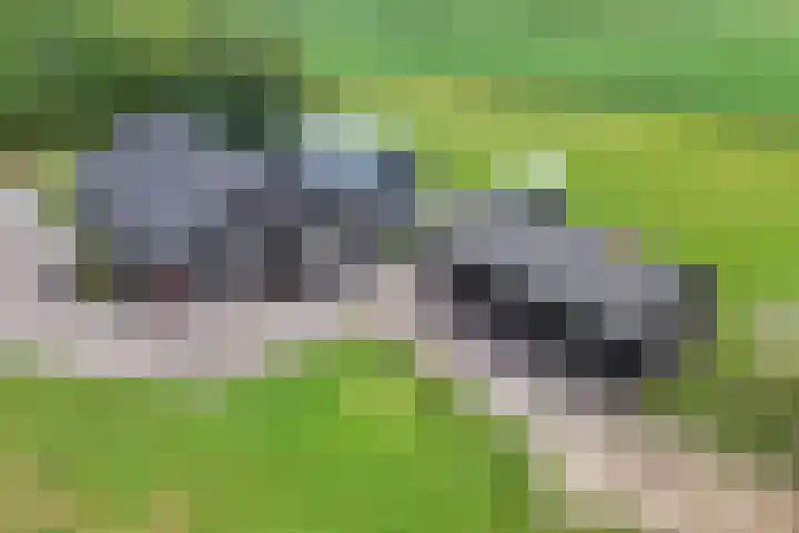Turfhoekweg 16 Steggerda thumbnail 50