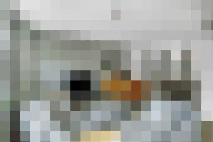 Turfhoofd 23 Oudenbosch thumbnail 10