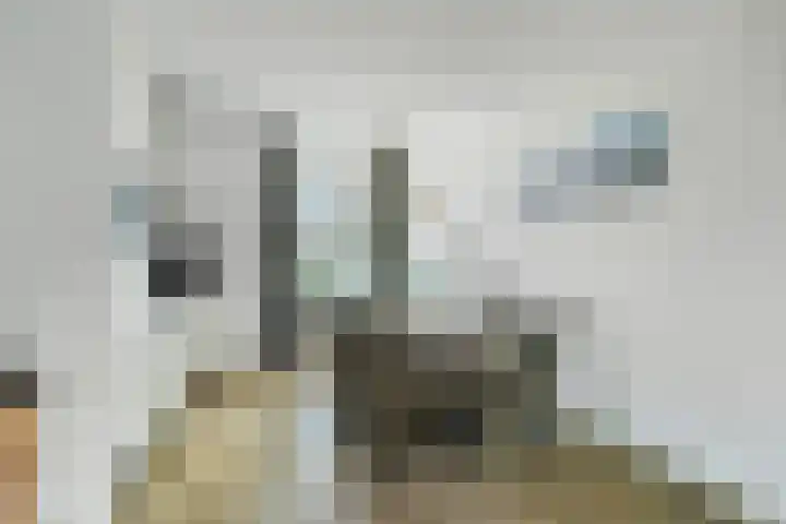 Turfhoofd 23 Oudenbosch thumbnail 12