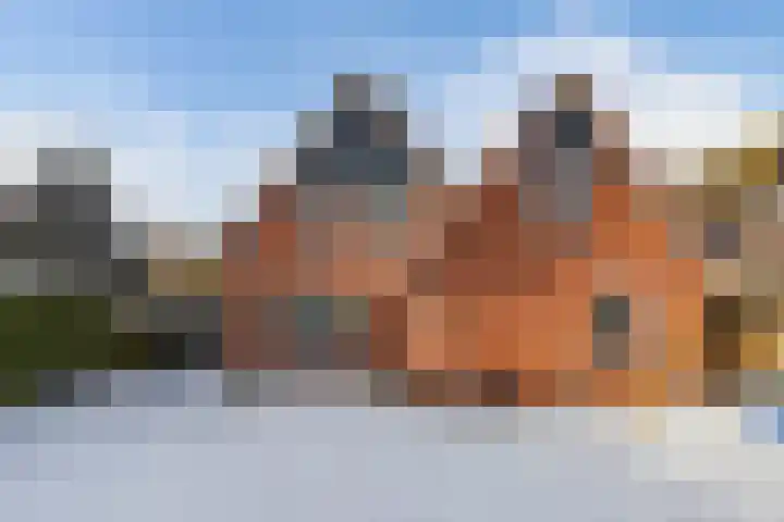 Turfkoer 24 Oudehaske thumbnail 36