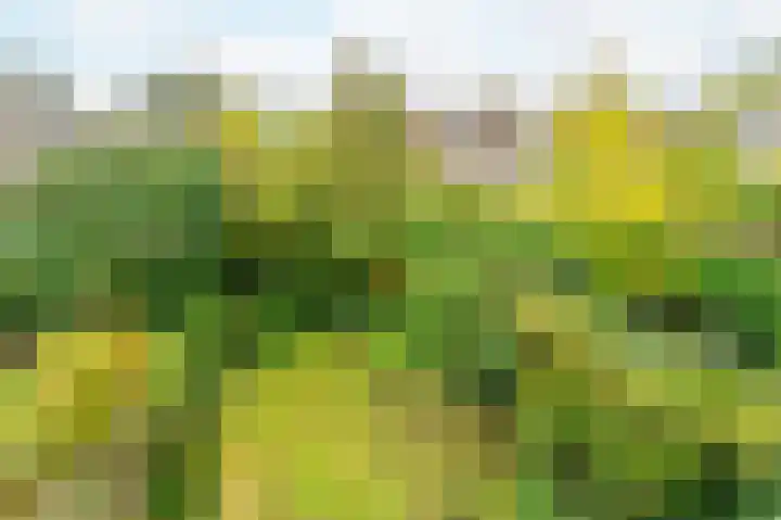 Turfschip 252 Amstelveen thumbnail 34