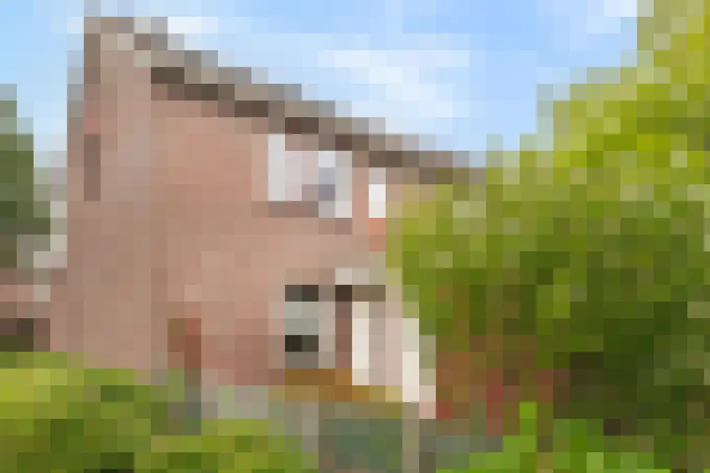Turfschip 296 Amstelveen thumbnail 36