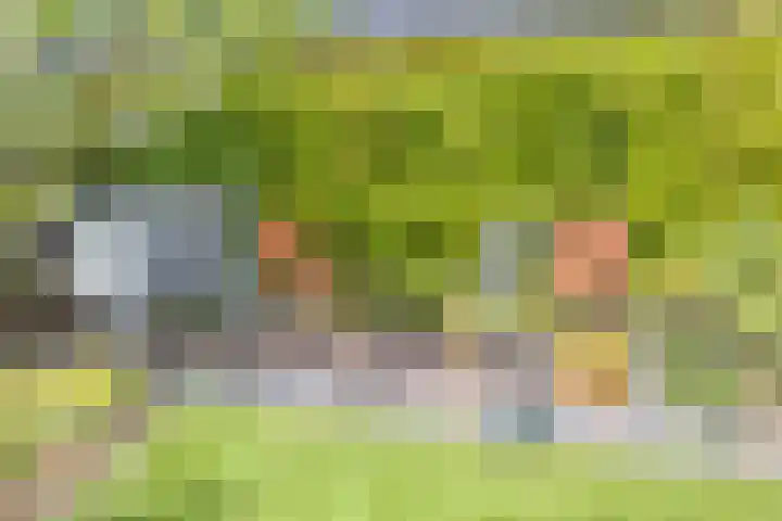 Turfschip 36 IJsselmuiden thumbnail 26