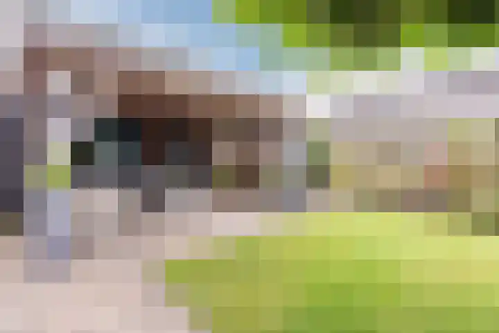 Turfslag 11 Nieuwleusen thumbnail 48