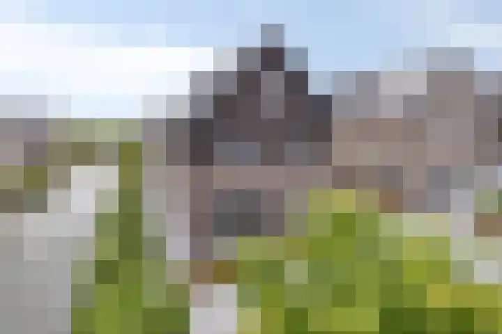 Turfsteker 6 Veenendaal thumbnail 6