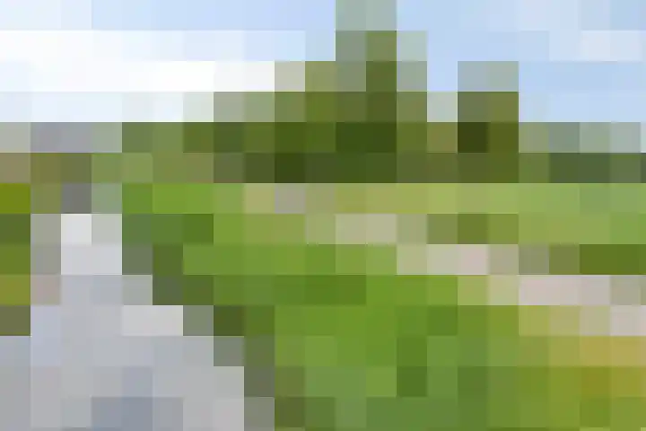 Turfsteker 6 Veenendaal thumbnail 64
