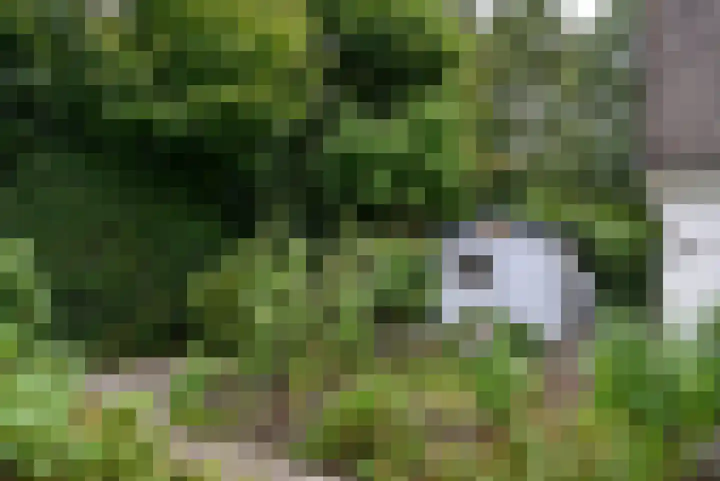 Turfstreek 247 Soest thumbnail 4
