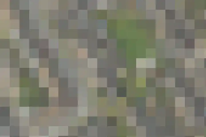 Turfstreek 71 Soest thumbnail 43