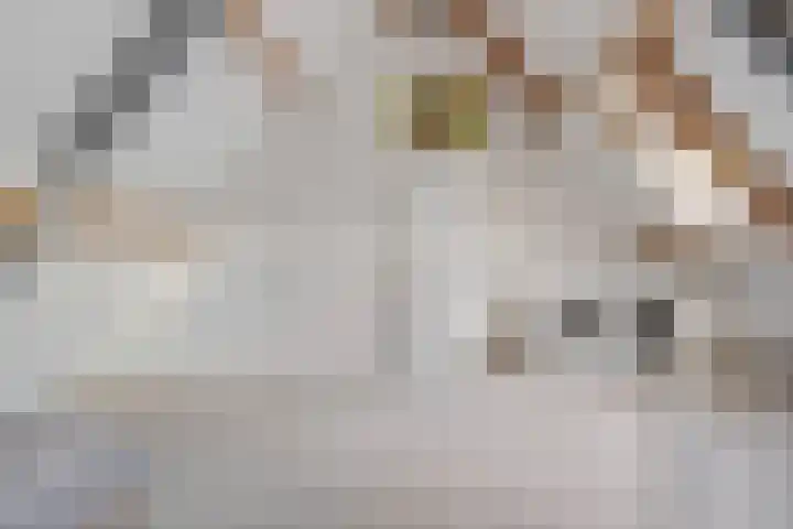Turfveldje 5 Helenaveen thumbnail 30