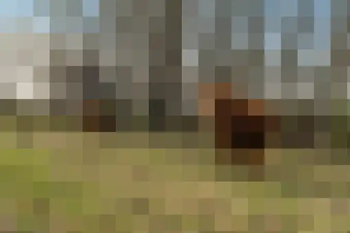 Turkoois 9 Rhoon thumbnail 31