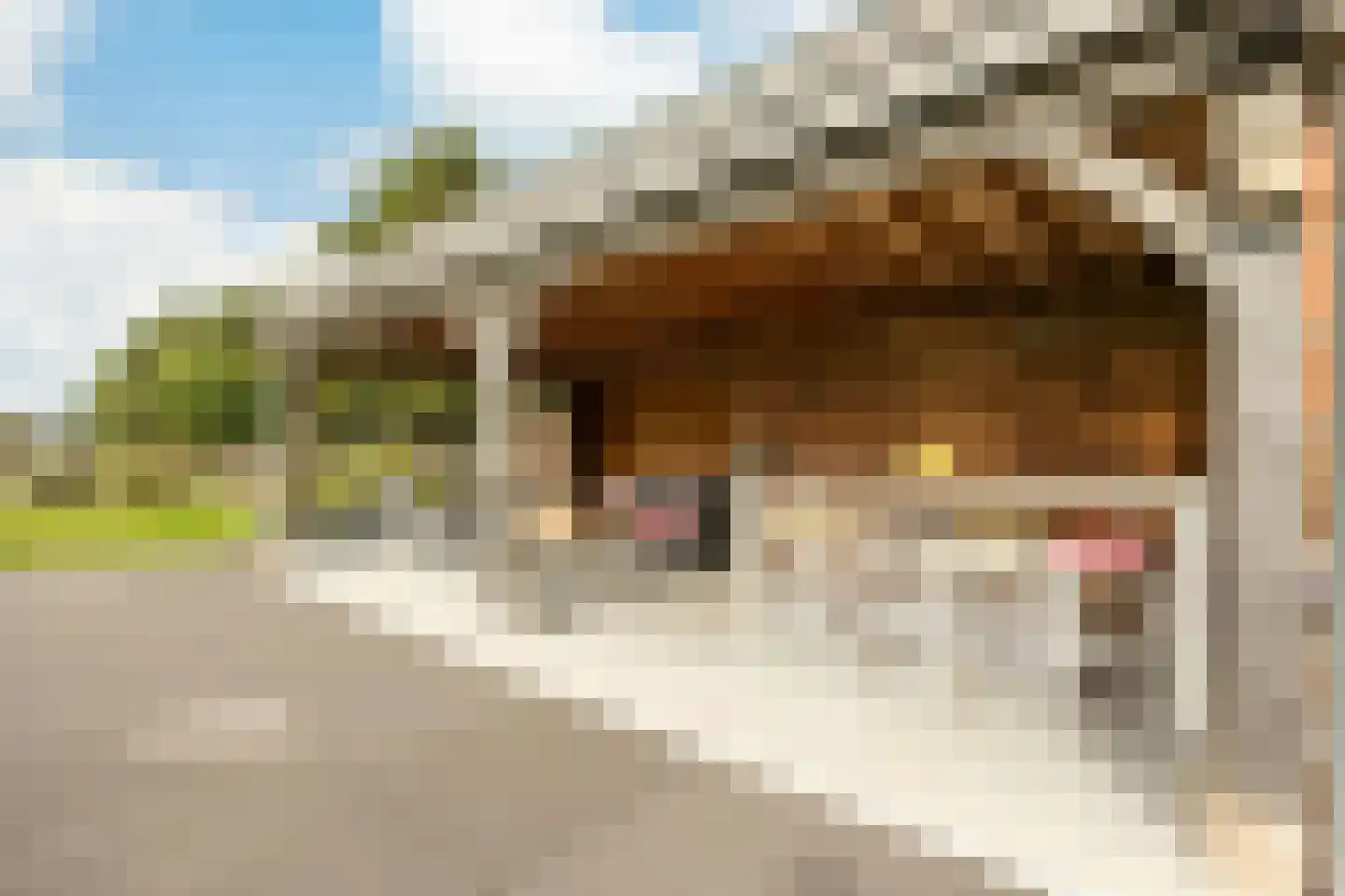 Turnhoutsebaan 195 Goirle thumbnail 6