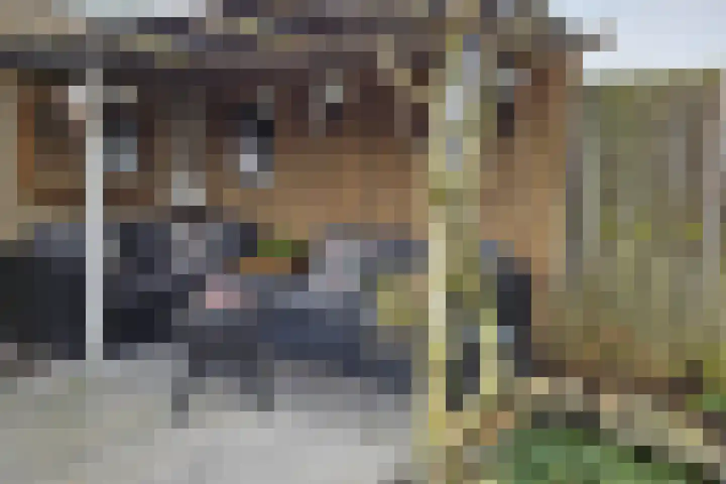 Tusculum 31 Herveld thumbnail 4