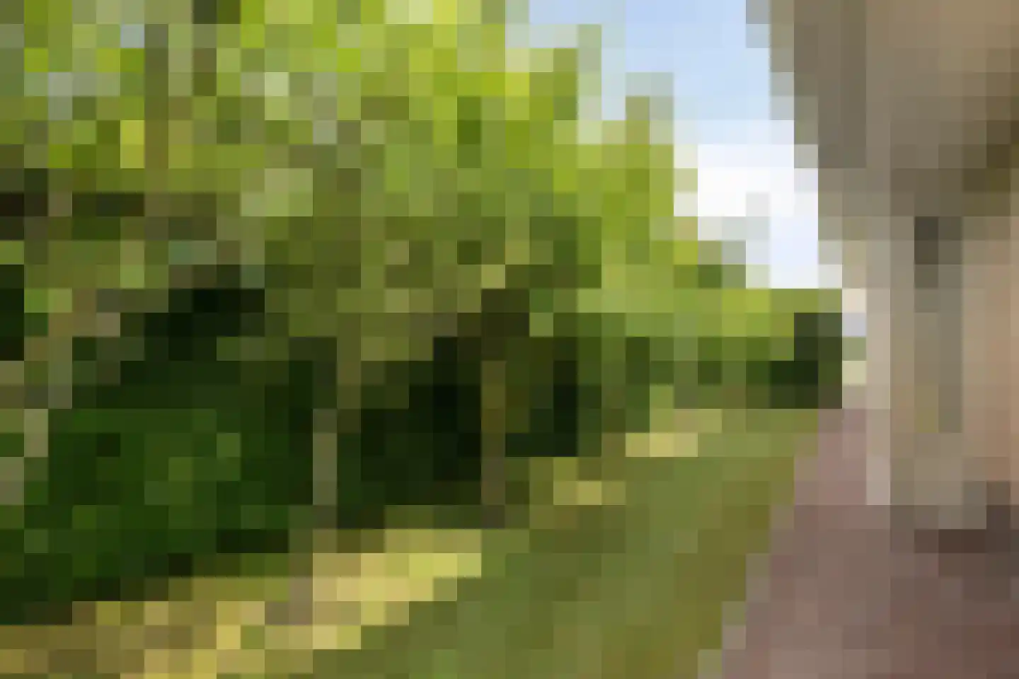 Tusculum 4 Herveld thumbnail 59