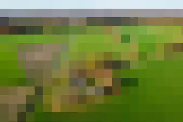 Tusselersveenweg 1 Lochem thumbnail 26