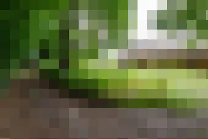 Tusveld 21 Bornerbroek thumbnail 54