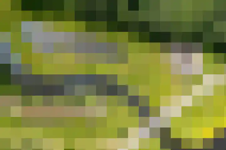 Tusveld 21 Bornerbroek thumbnail 64