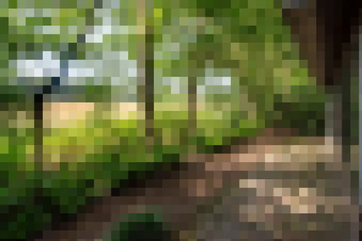 Tusveld 39 Bornerbroek thumbnail 10
