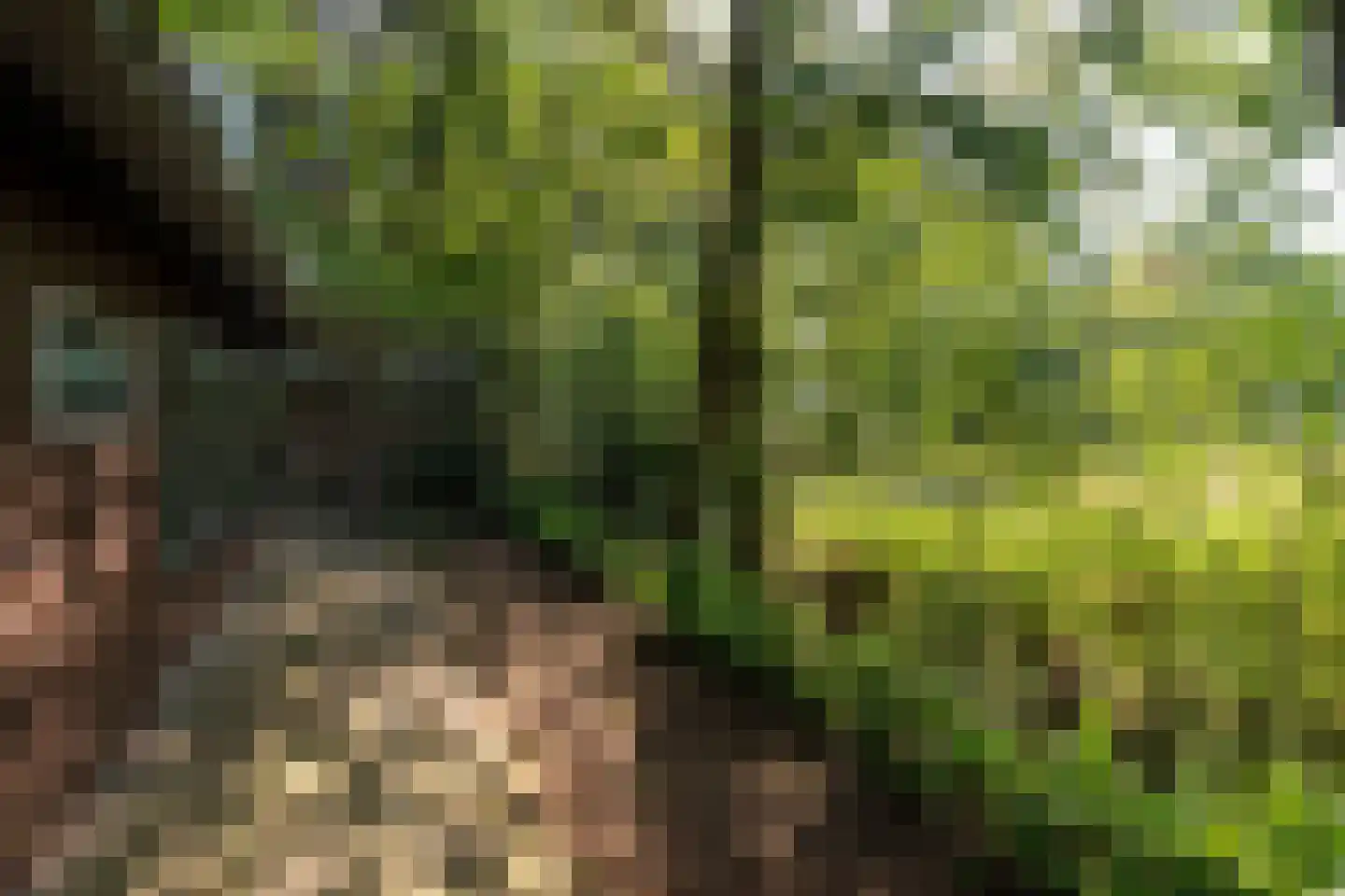 Tusveld 39 Bornerbroek thumbnail 12