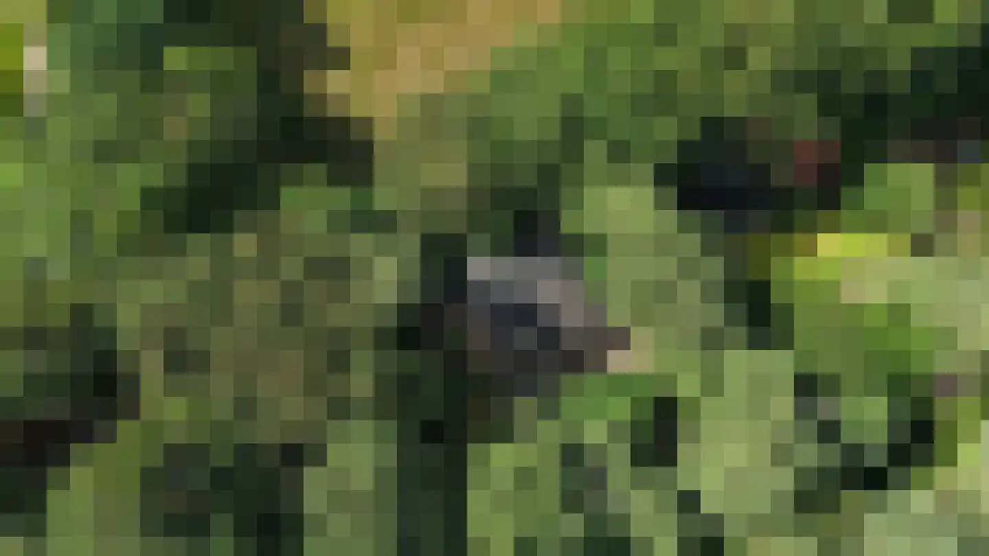 Tusveld 39 Bornerbroek thumbnail 4
