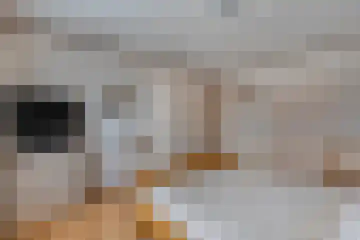 Tuterië 3 Wijhe thumbnail 20