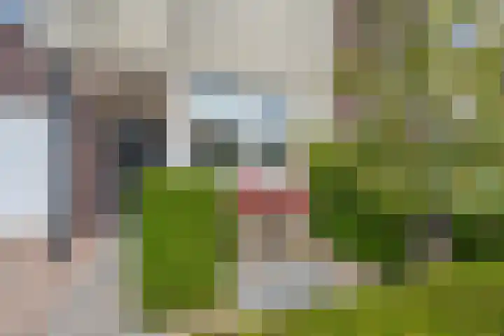 Twaalf Apostelen 11 Tiel thumbnail 8