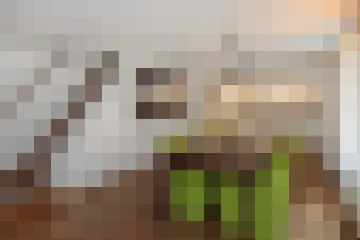 Tweeberg 48 Rosmalen thumbnail 22