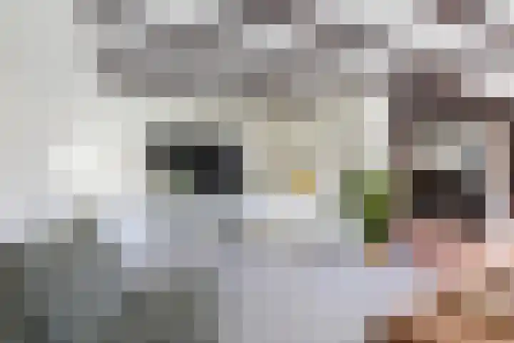 Tweede Compagnonsweg 4 Bontebok thumbnail 24