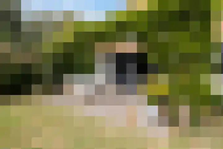 Tweede Compagnonsweg 4 Bontebok thumbnail 4