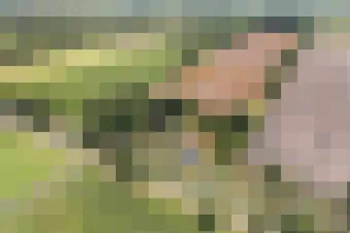 Tweede Compagnonsweg 4 Bontebok thumbnail 87