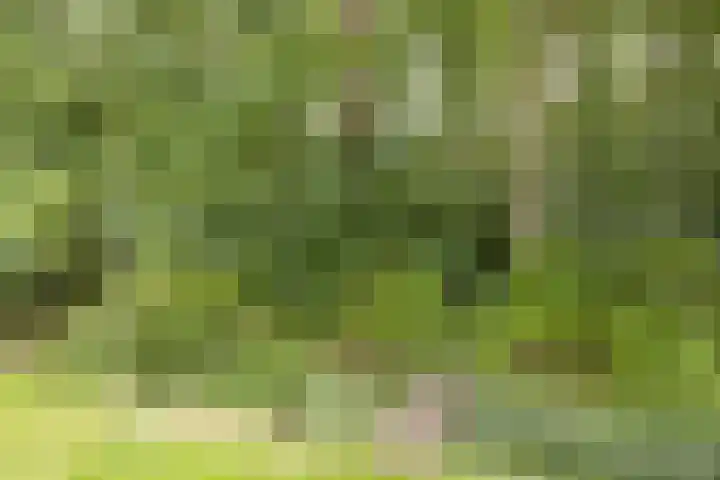 Tweede Dwarsdiep 18 Gasselternijveenschemond thumbnail 52