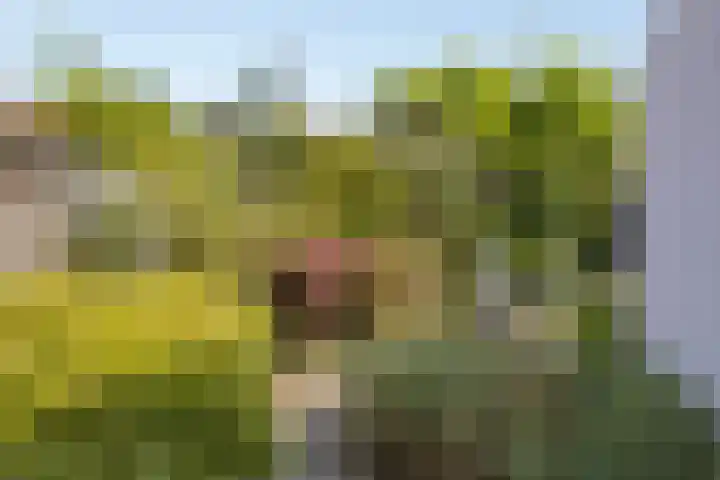 Tweede Morgen 21 's-Hertogenbosch thumbnail 11