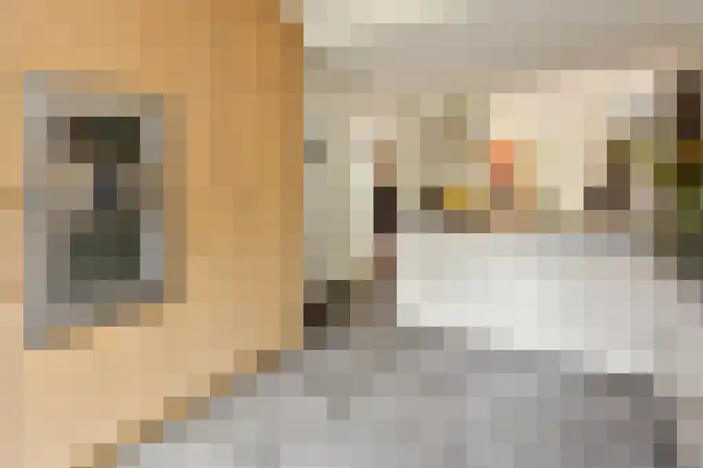 Tweede Morgen 40 's-Hertogenbosch thumbnail 5