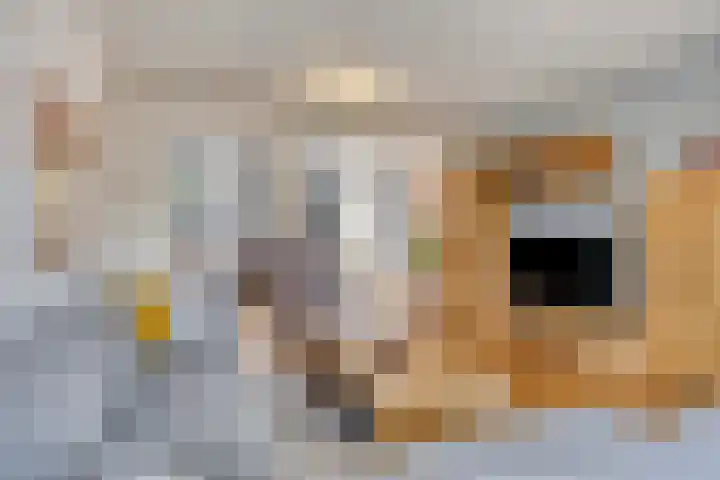 Tweede Morgendreef 14 's-Hertogenbosch thumbnail 4